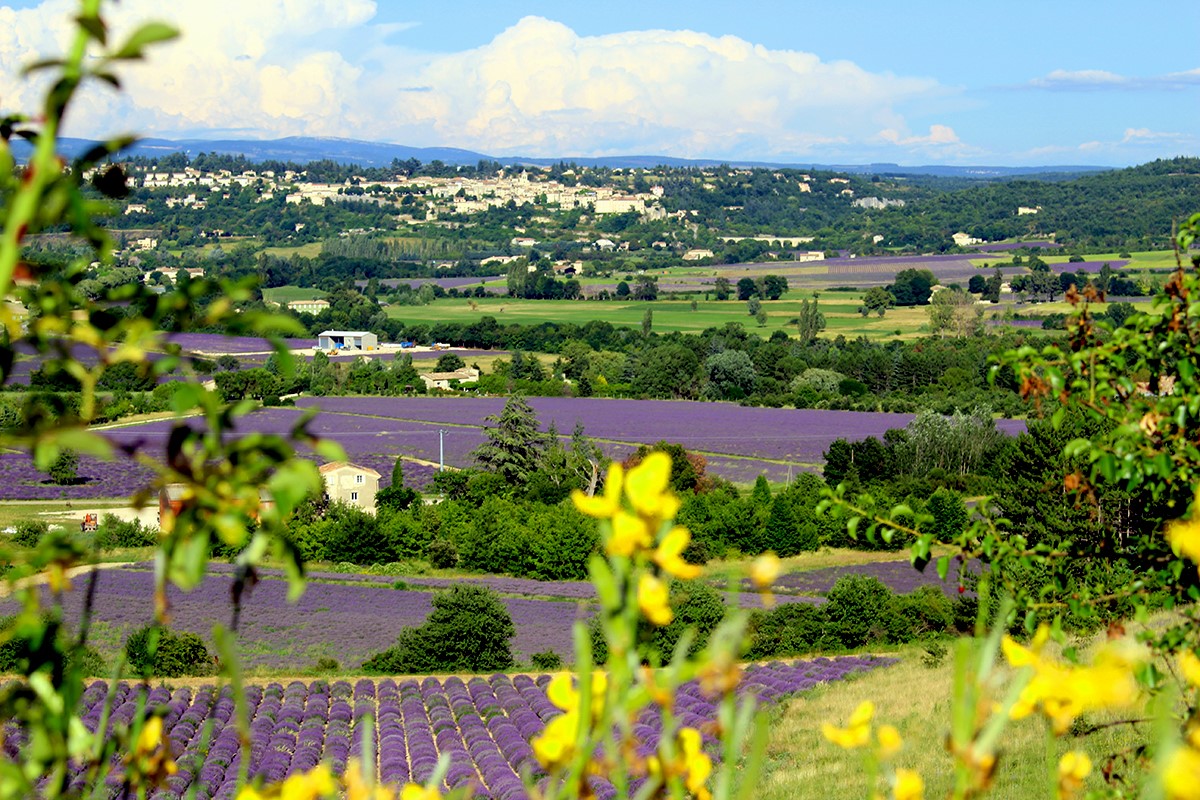 Sault Lavender Festival