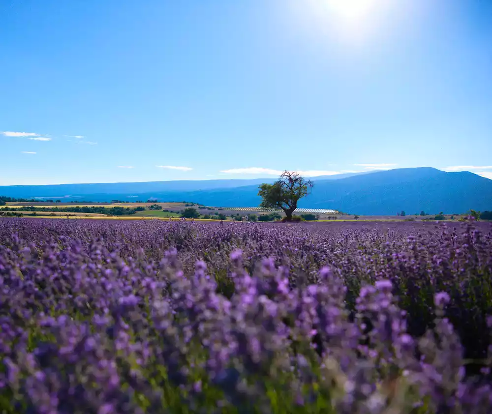Ferrassières Lavender Festival