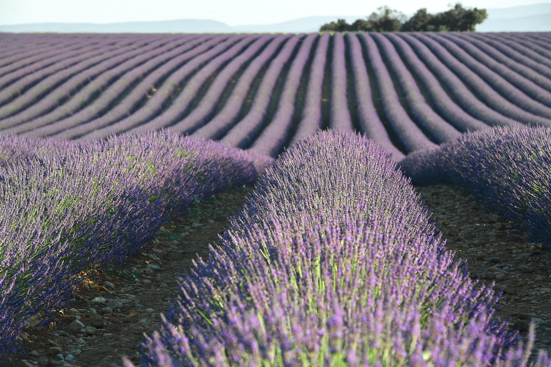 Valensole Lavender Festival