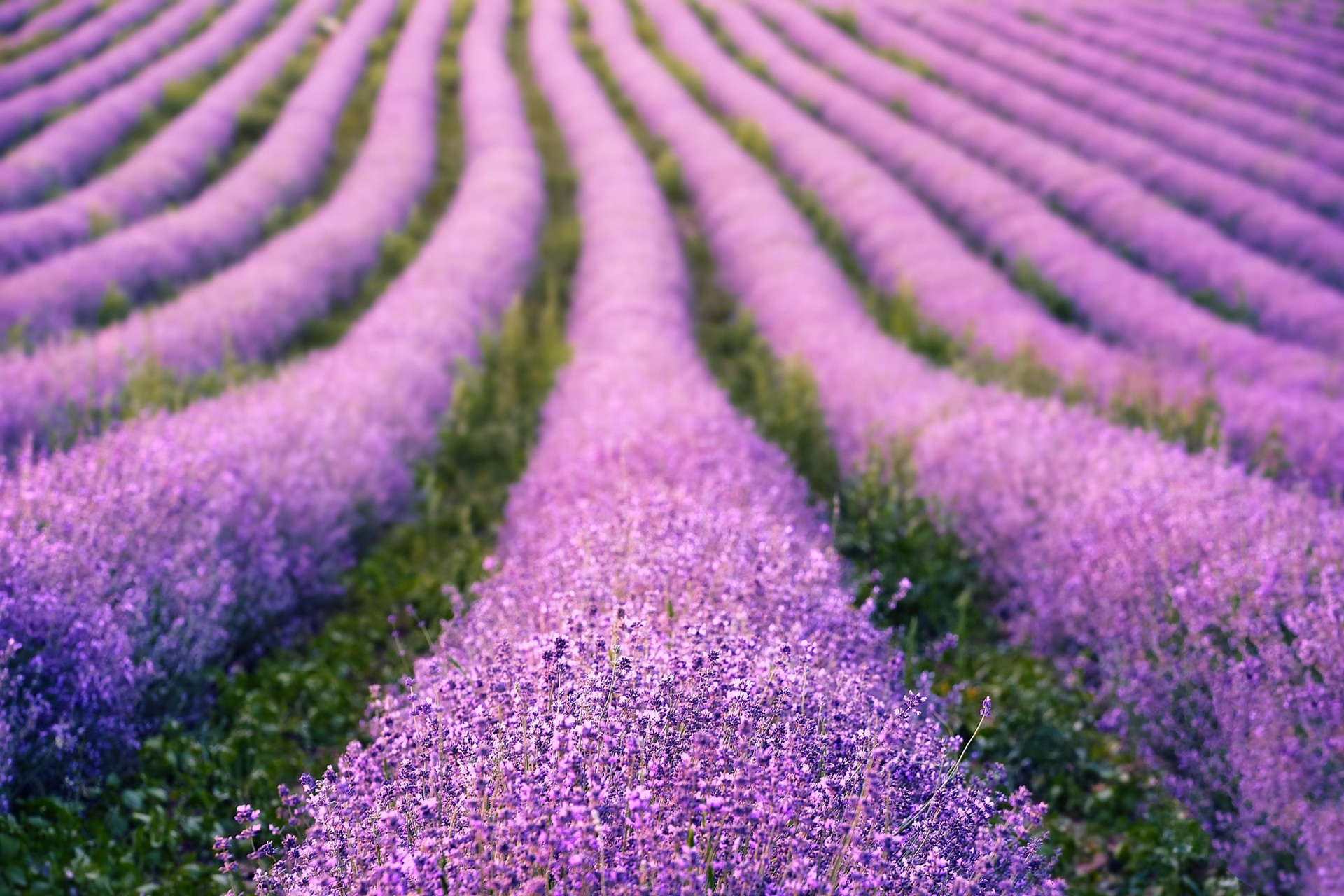 Riez Lavender Festival