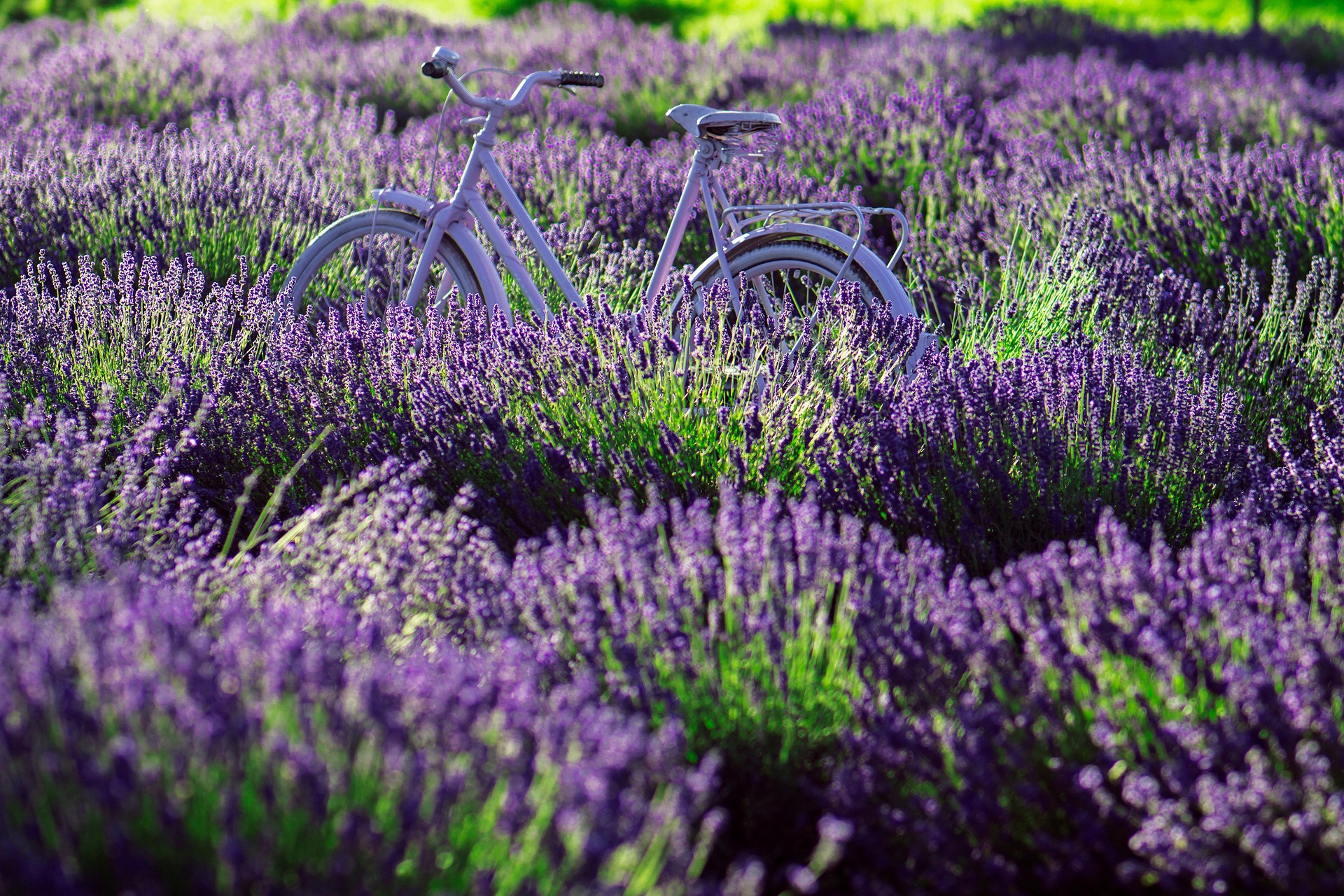 Valréas Lavender Festival